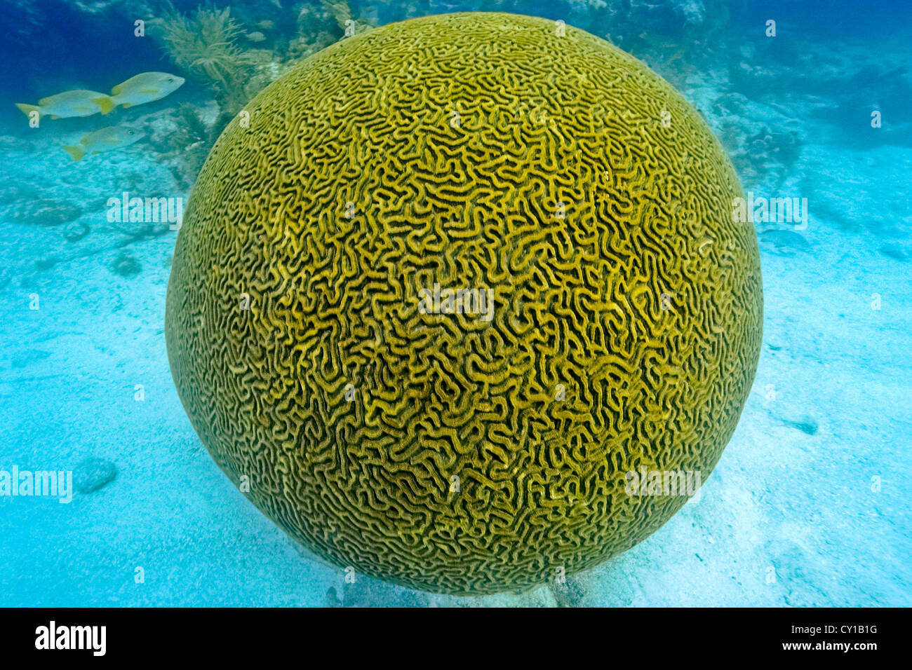 Boulder Brain Coral, Colpophyllia natans, Islamorada, Florida Keys, USA