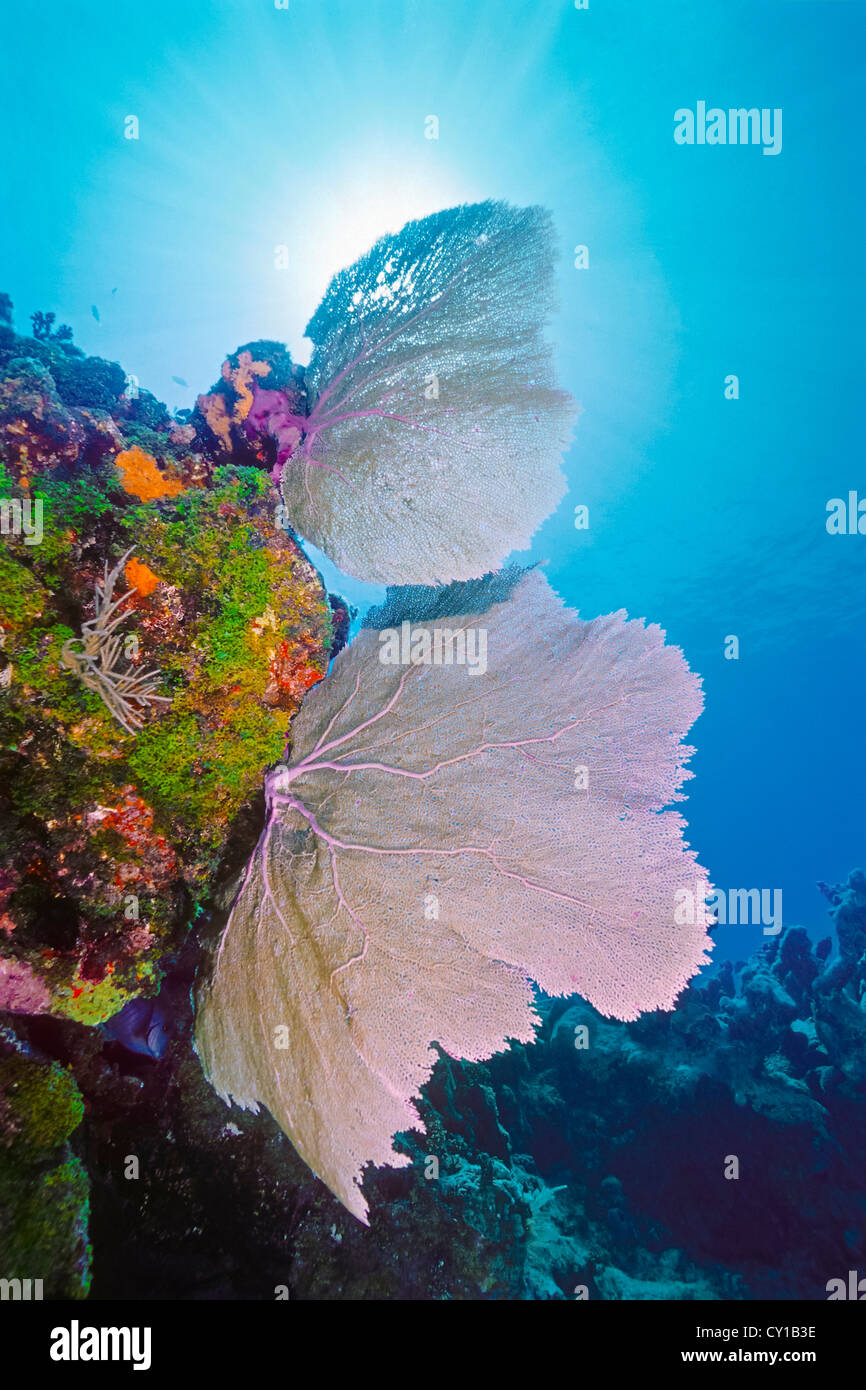 Sea Fan on Coral Reef, Gorgonia sp., Islamorada, Florida Keys, USA Stock Photo