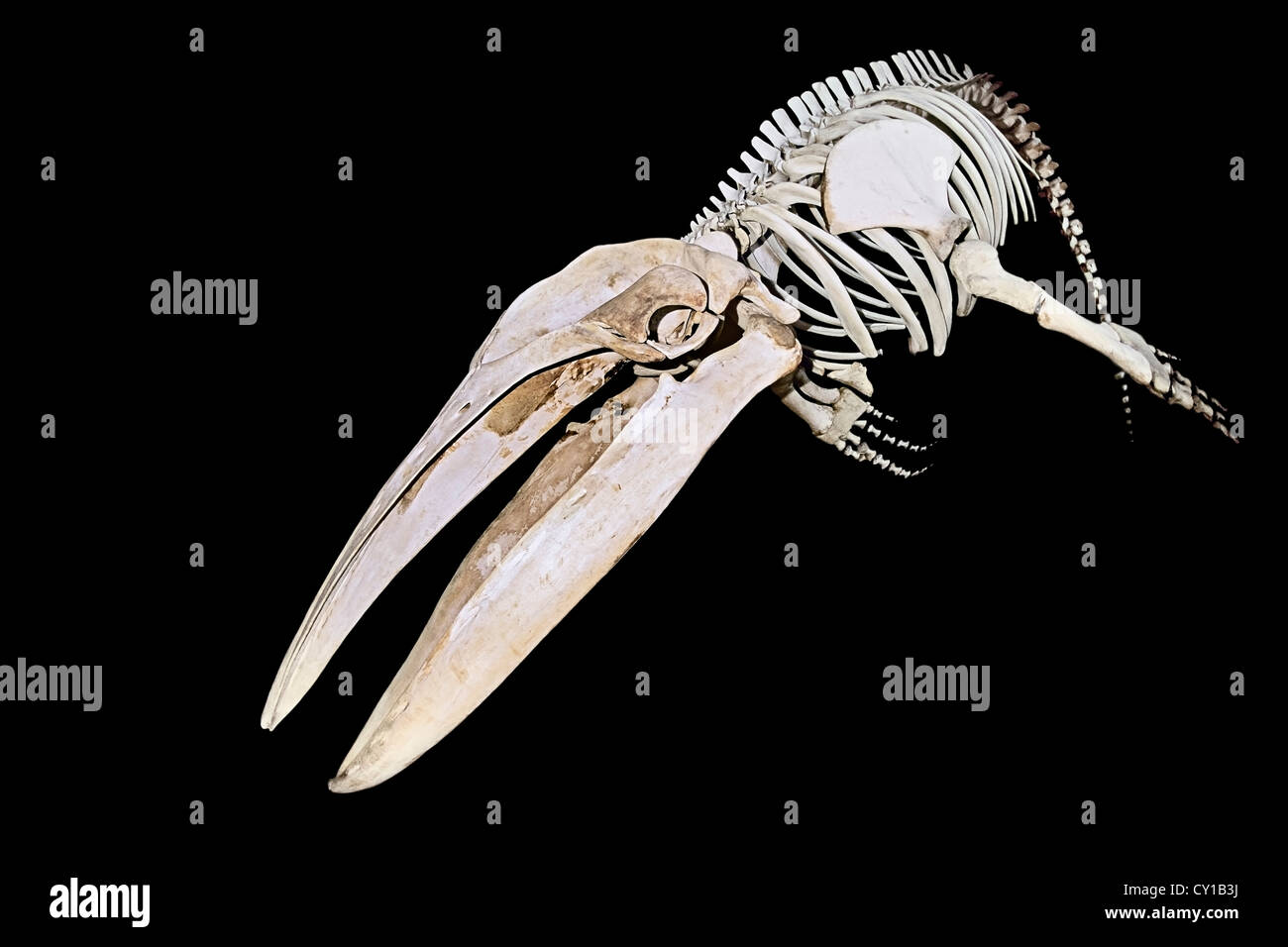 Skeleton of Humpback Whale, Megaptera novaeangliae, Hawaii, USA Stock