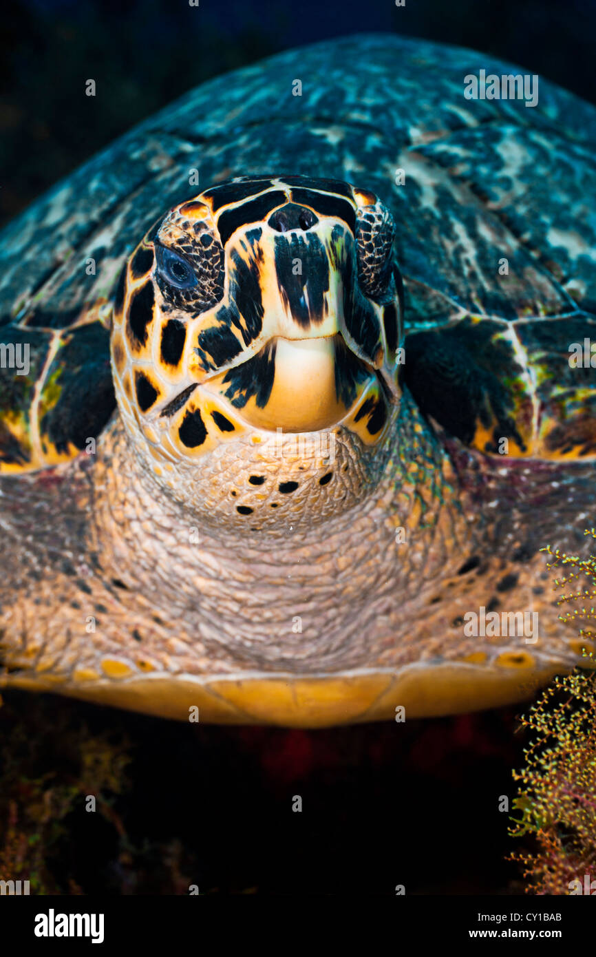 Hawksbill Sea Turtle, Eretmochelys imbriocota, Cozumel, Caribbean Sea, Mexico Stock Photo