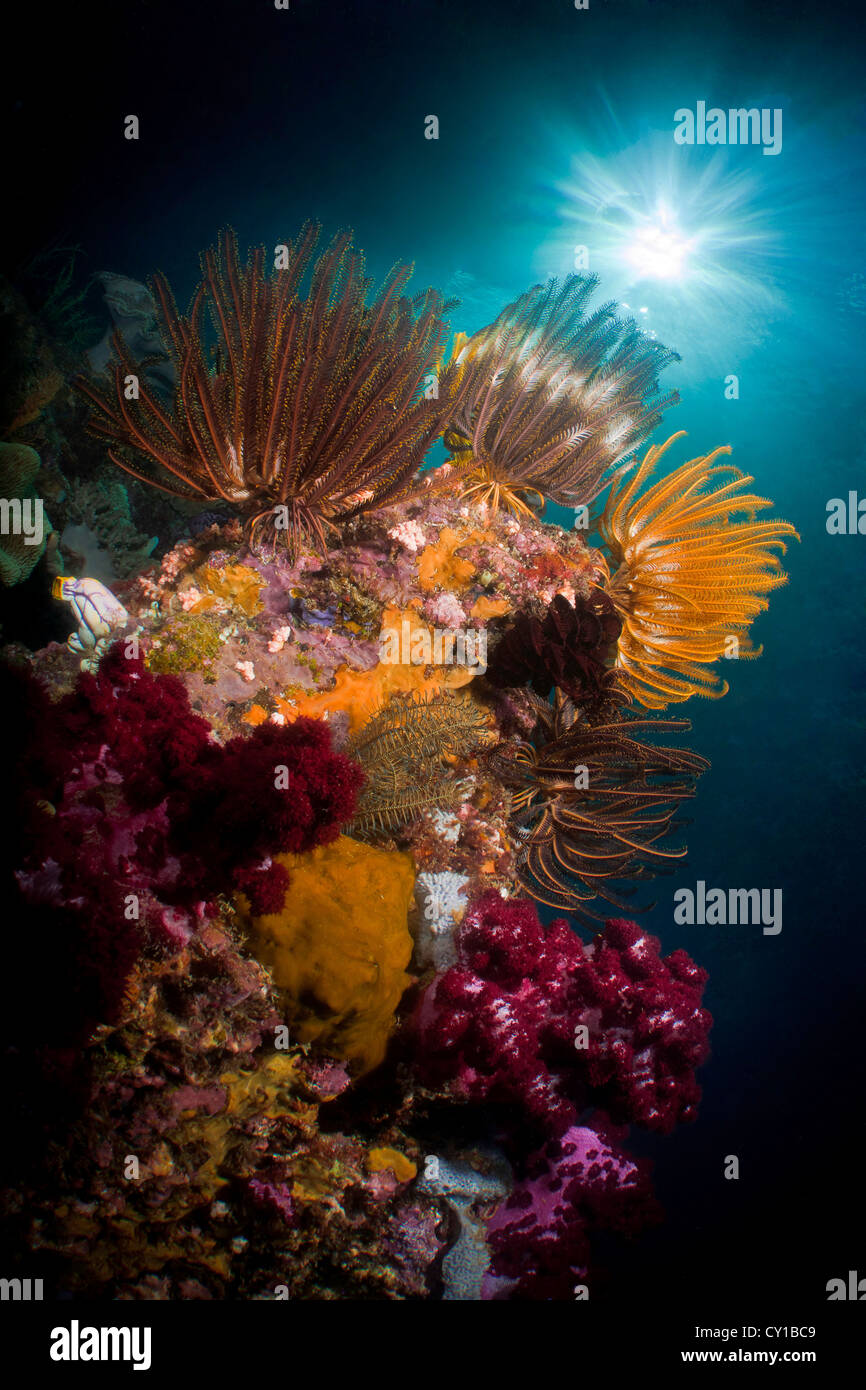 Featherstars on Coral Reef, Ambon, Moluccas, Indonesia Stock Photo