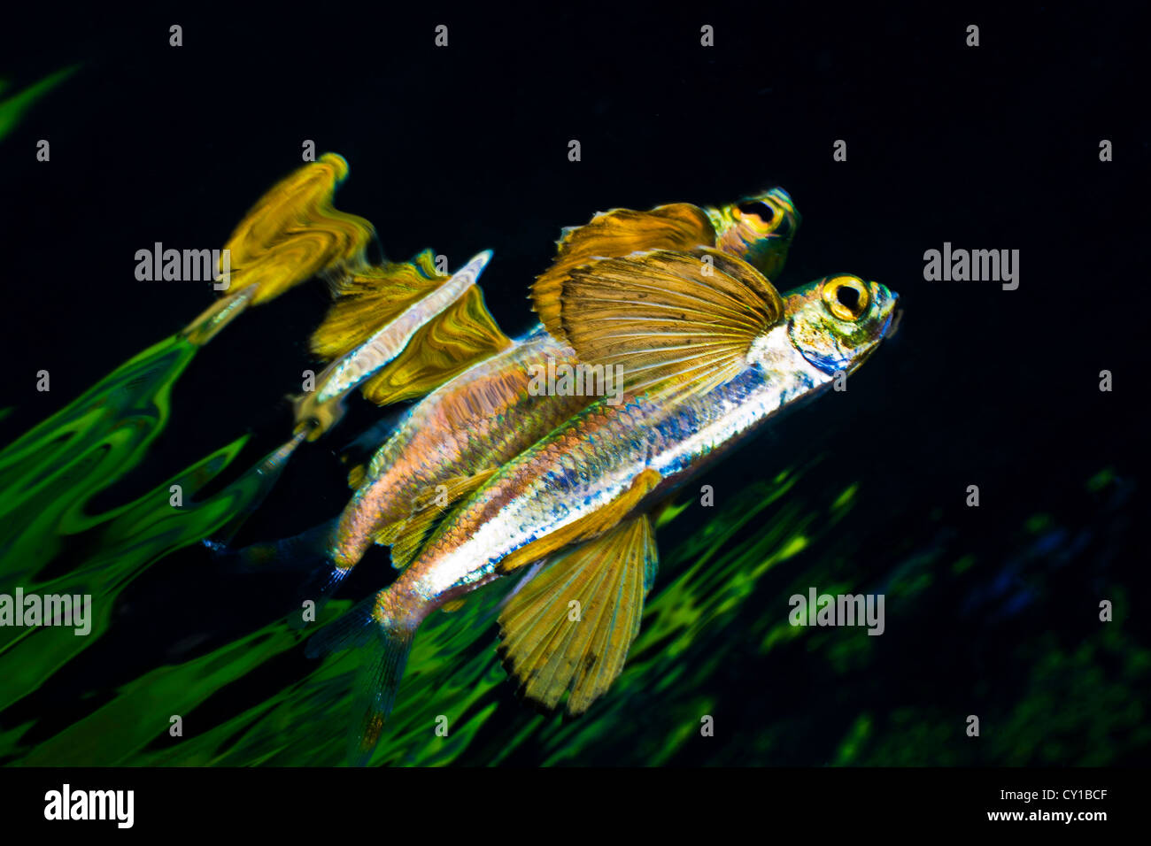 Flying Fish near Water Surface, Exocetus sp., Ambon, Moluccas, Indonesia Stock Photo