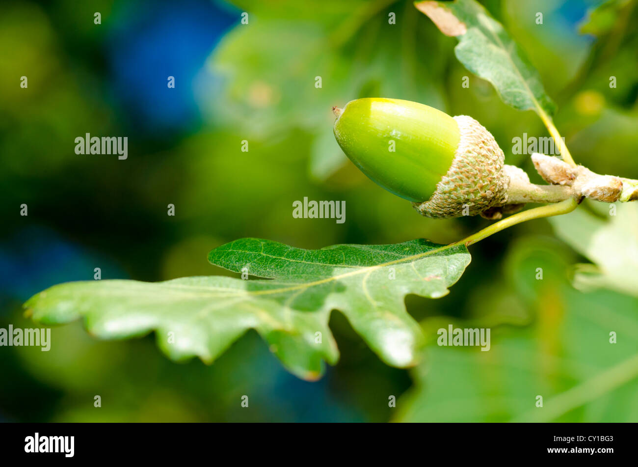close up of acorn and leaves Stock Photo