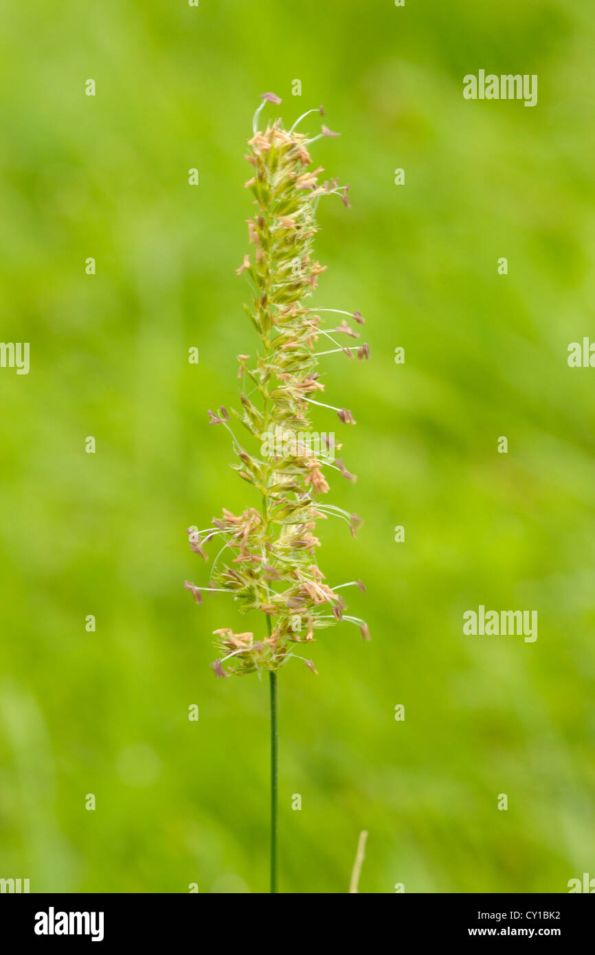 Crested Dog's-tail, Cynosurus cristatus, blown by the breeze Stock Photo