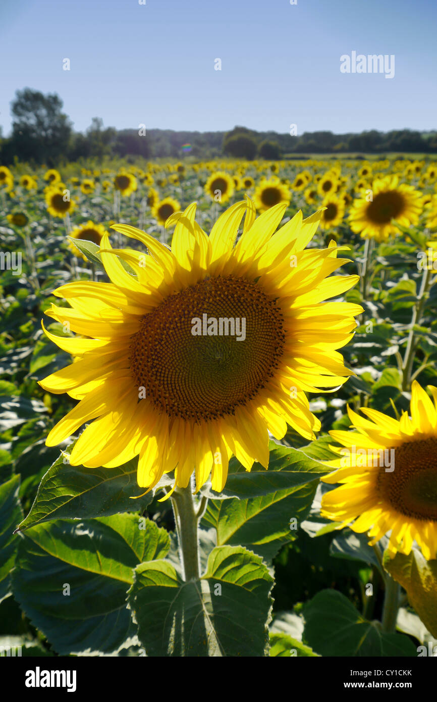sunflowers in a field Stock Photo - Alamy