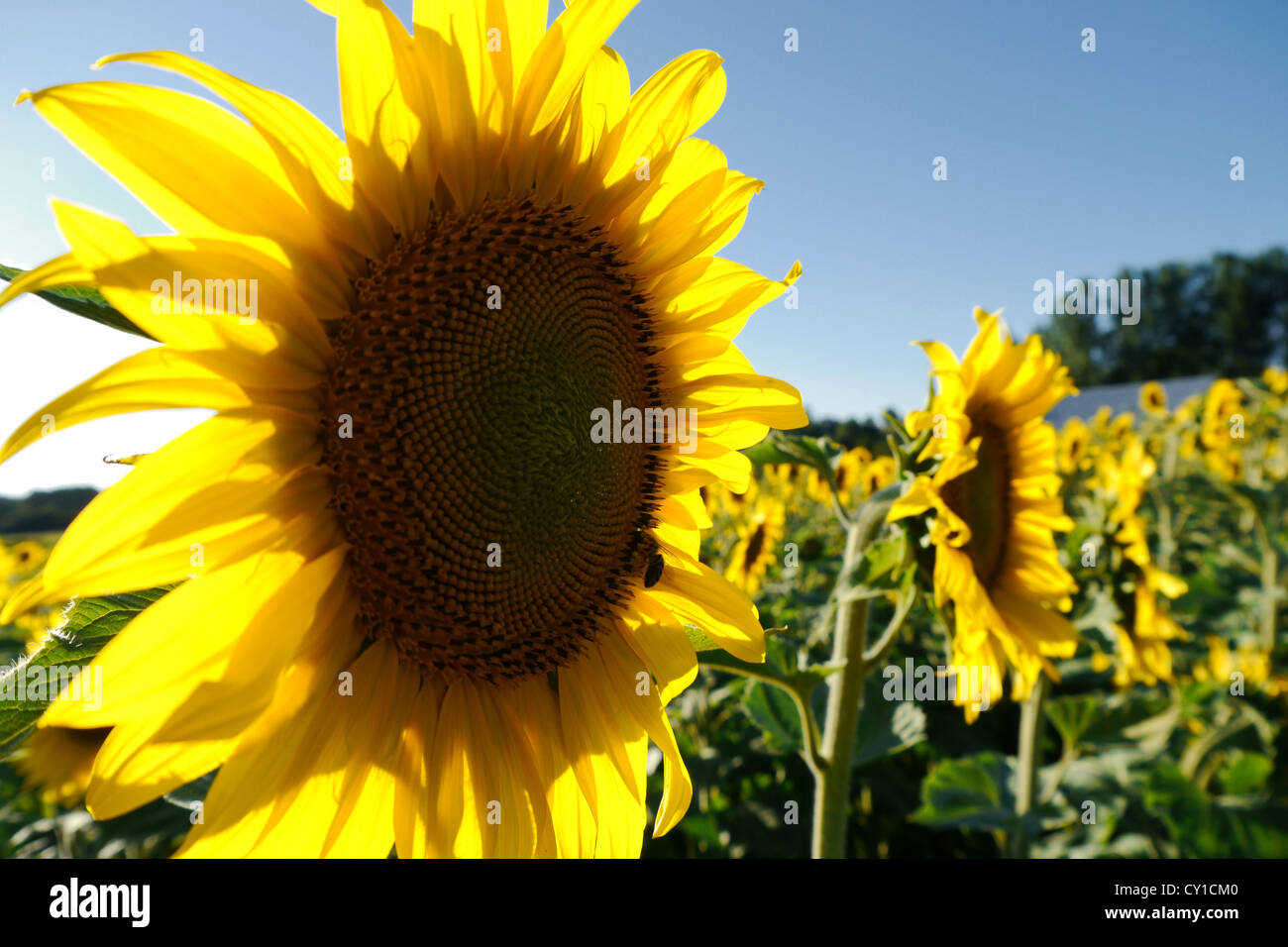 bright yellow sunflower in a field Stock Photo - Alamy