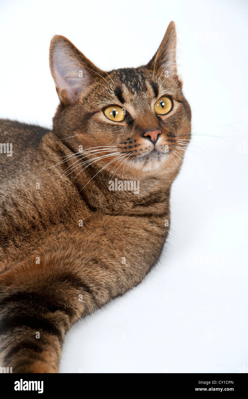 Cute part Abyssinian young male cat with piercing amber eyes on white ...