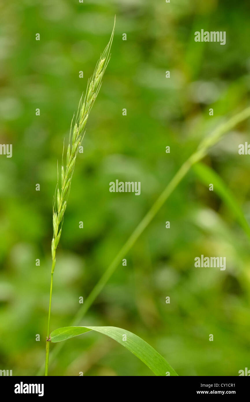 Bearded Couch Grass, Elymus caninus Stock Photo Alamy