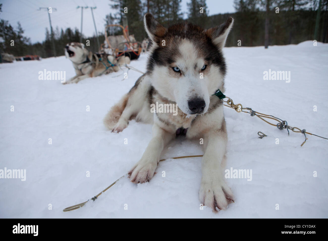 Husky dogs in Finland Stock Photo - Alamy