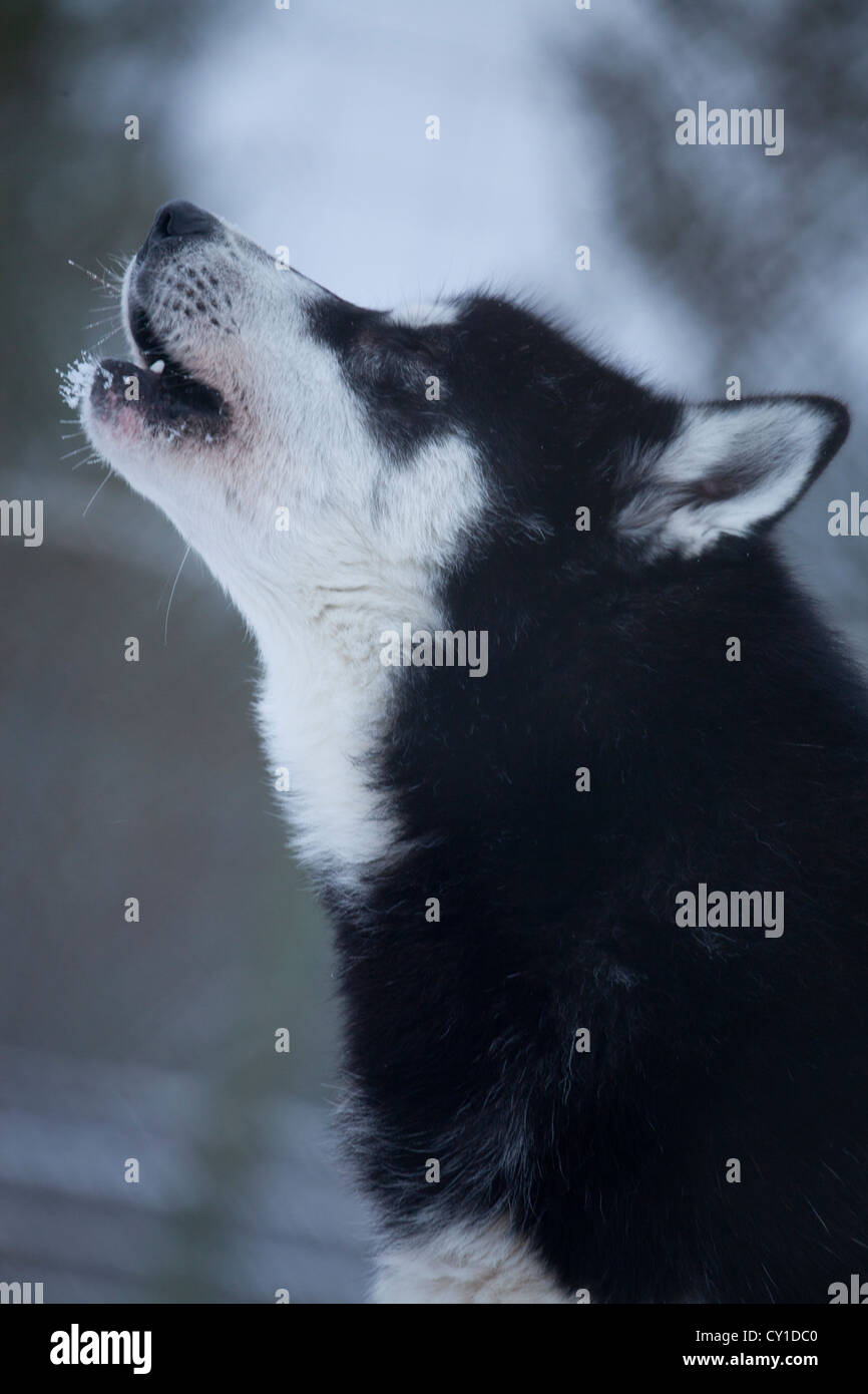 Husky dogs in Finland Stock Photo