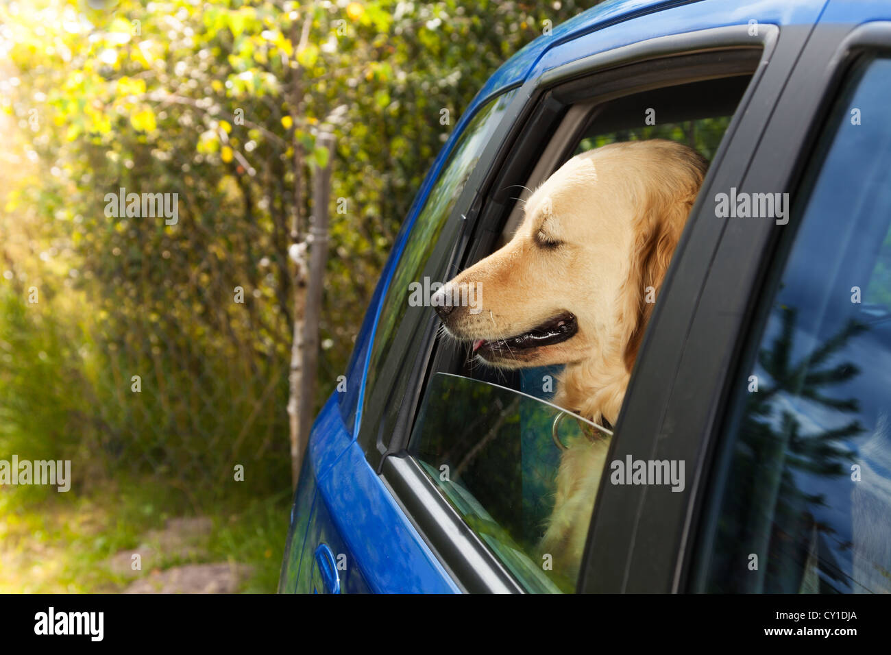 Where Should A Dog Sit In A Car
