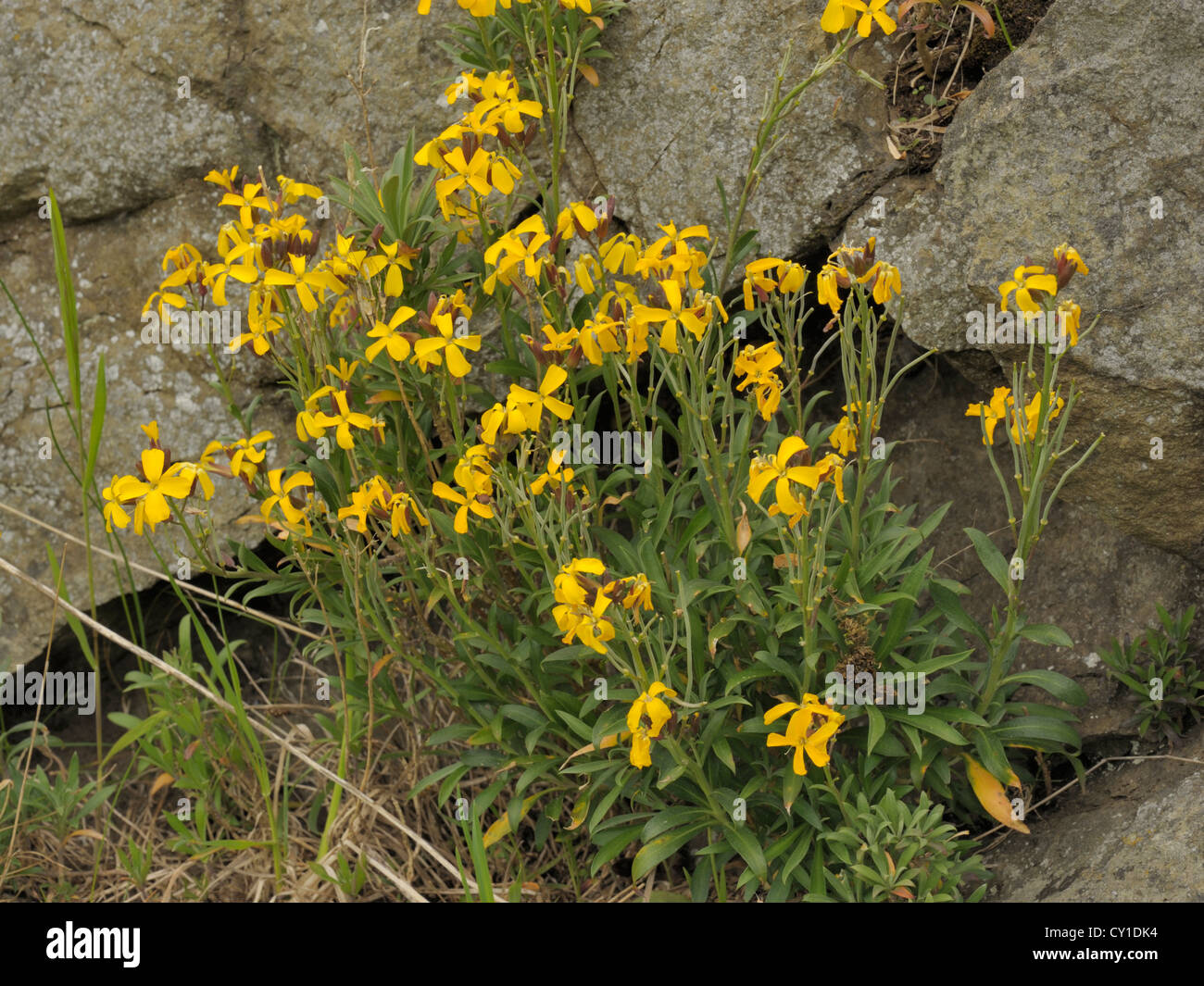 Wallflower, Erysimum cheiri, growing wild at Montgomery Castle Stock Photo