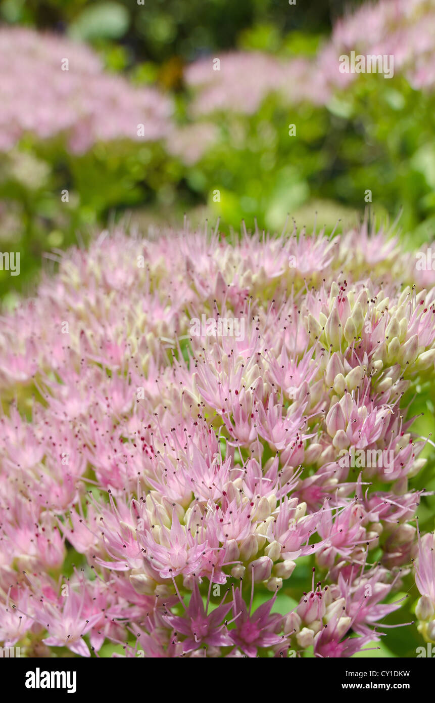 Pink stonecrop Sedum spectabile Indian chief in bloom illustrating delicate flower and colour ice plant Stock Photo