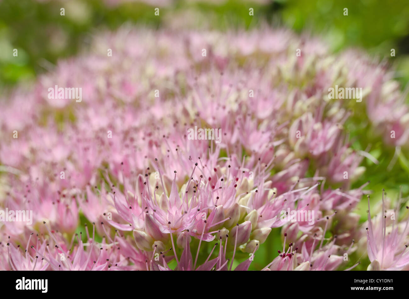 Pink stonecrop Sedum spectabile Indian chief in bloom illustrating delicate flower and colour ice plant Stock Photo