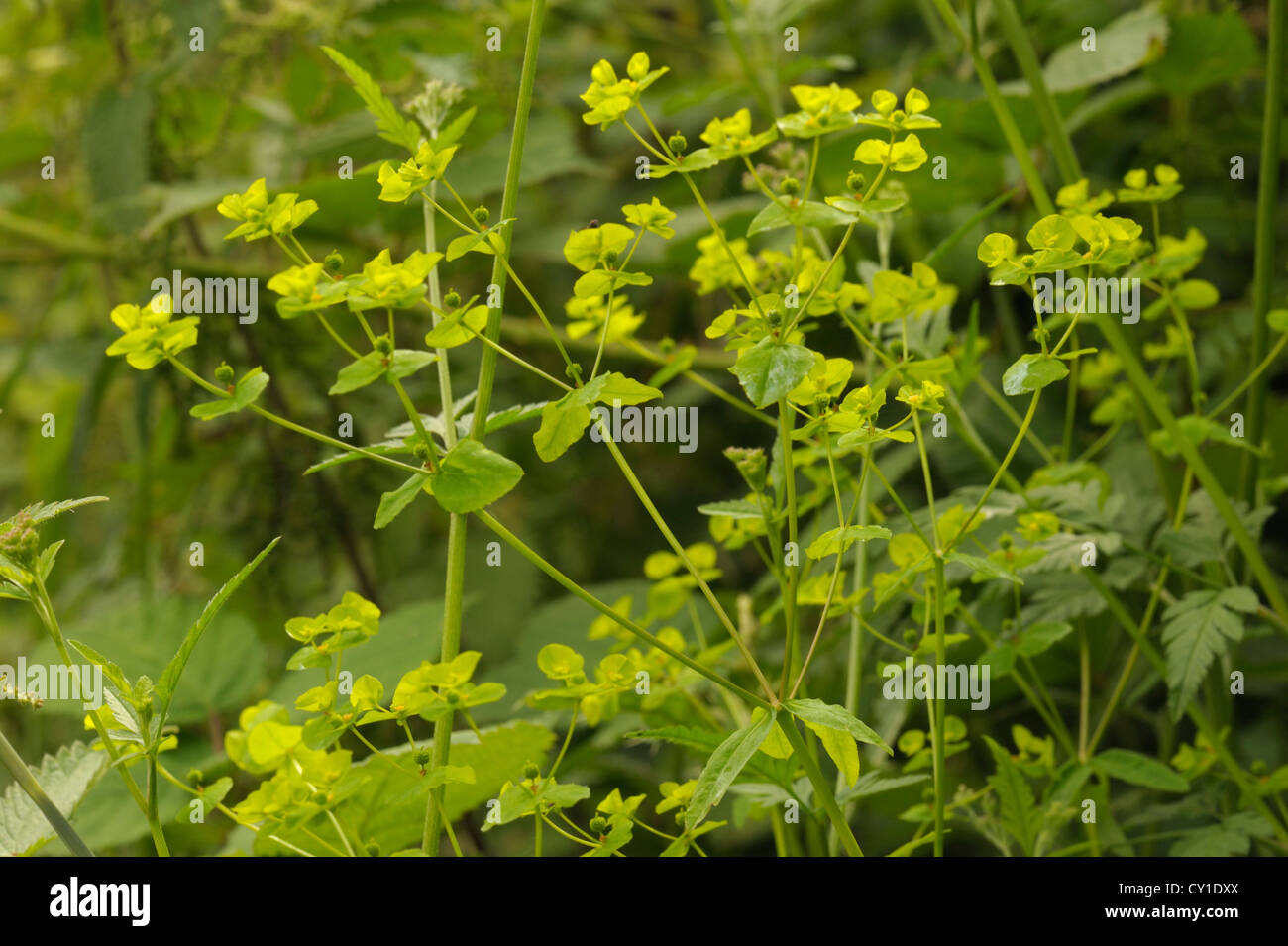 Upright Spurge, Euphorbia stricta Stock Photo