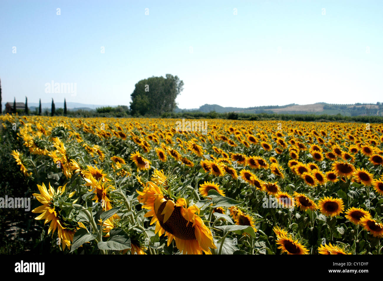 Sunflowers in a field Stock Photo