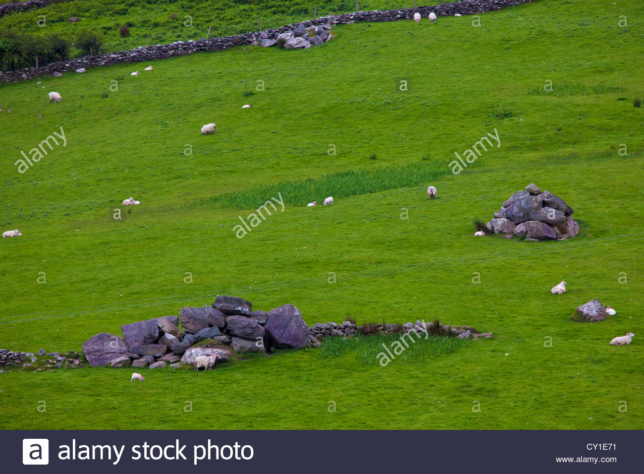 Flocks of sheep graze the rich pasture of County Kerry Stock Photo - Alamy