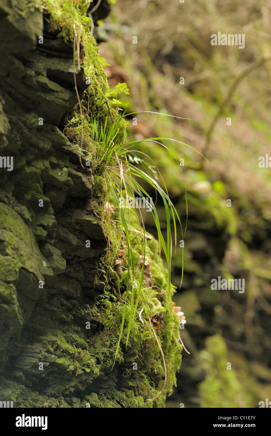 Wood Fescue, Festuca altissima, growing on the side of a Welsh Gorge Stock Photo