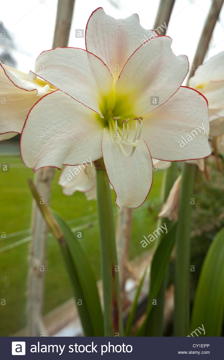 An white Amarylis in full bloom. Stock Photo