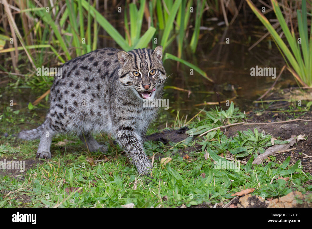 Fishing Cat Stock Photo