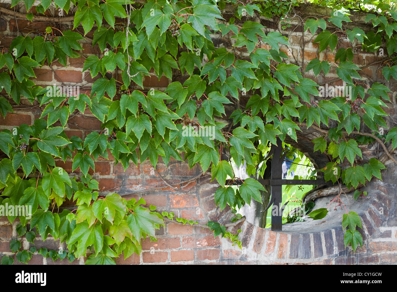 autumn ivy twines Stock Photo - Alamy