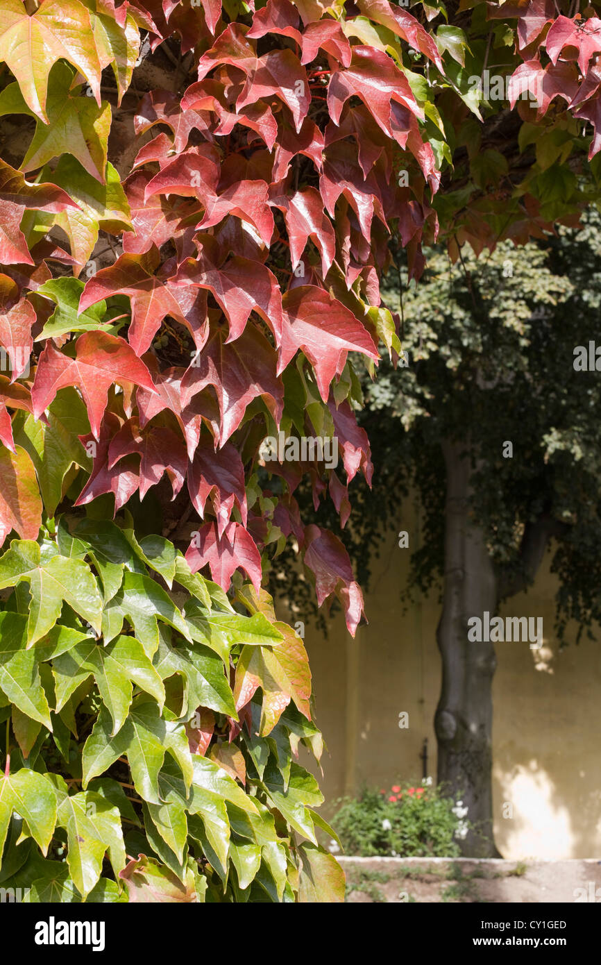 autumn ivy twines Stock Photo - Alamy