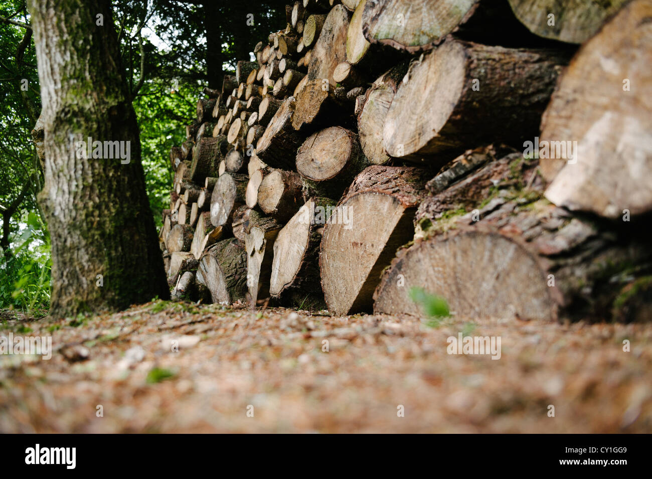 A stack of trees that have been cut down Stock Photo Alamy