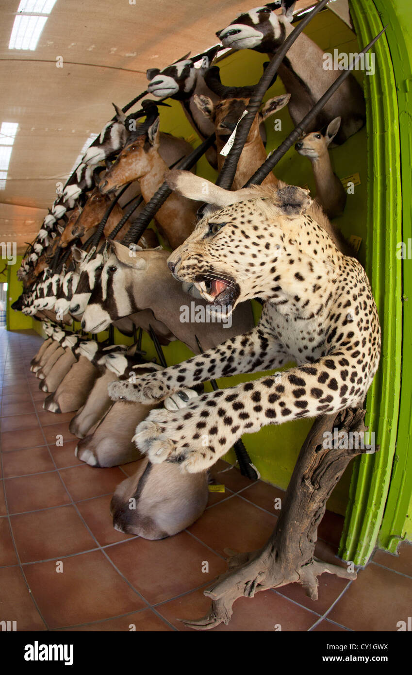 taxidermy. Hunters from US and Germany shoot wildlife and stuff it as a trophy in a taxidermy workshop in Namibia. Stock Photo