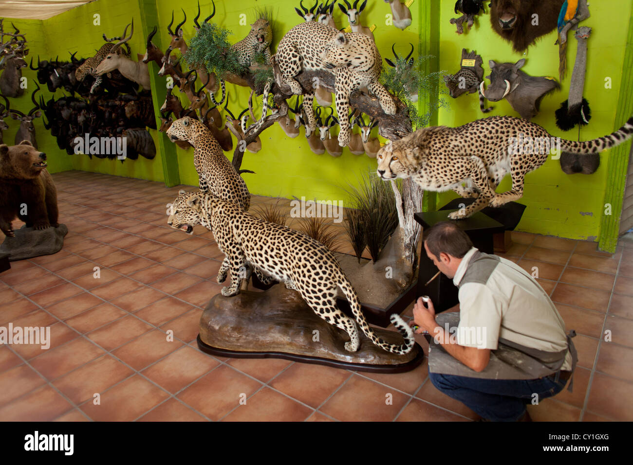 Cheetah art hi-res stock photography and images - Alamy