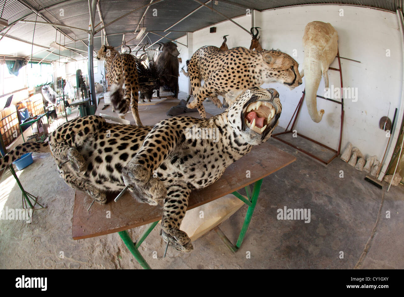 taxidermy. Hunters from US and Germany shoot wildlife and stuff it as a trophy in a taxidermy workshop in Namibia. Stock Photo