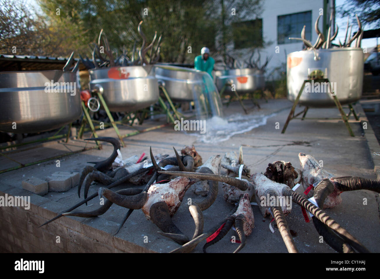 taxidermy. Hunters from US and Germany shoot wildlife and stuff it as a trophy in a taxidermy workshop in Namibia. Stock Photo