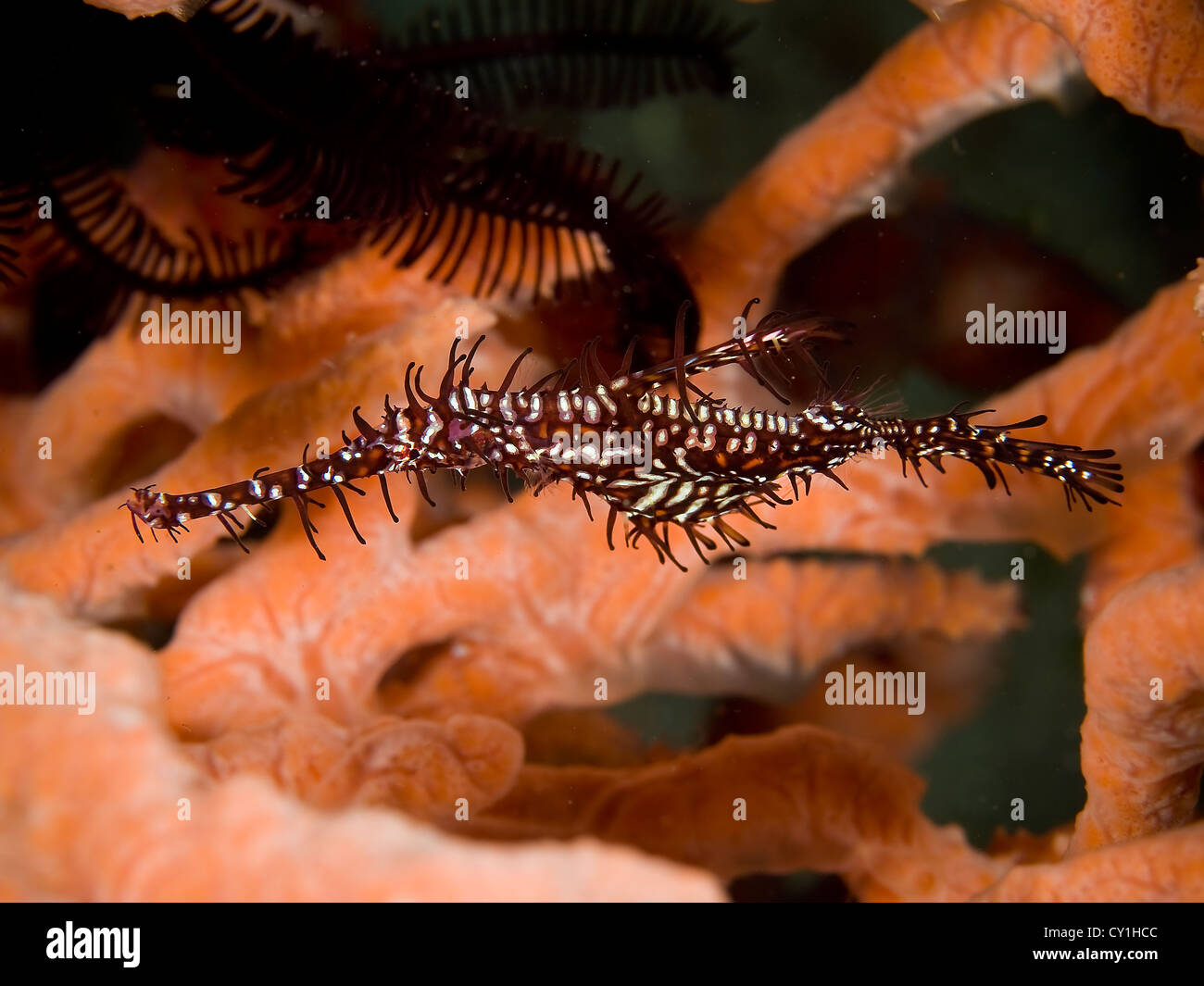 Philippines Underwater Wildlife Stock Photo