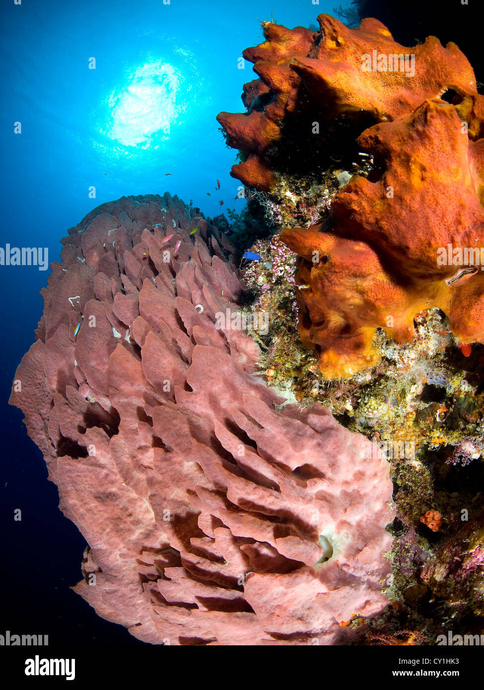 Philippines Natural underwater Wildlife Stock Photo