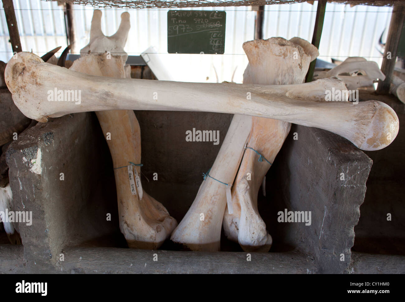 taxidermy. Hunters from US and Germany shoot wildlife and stuff it as a trophy in a taxidermy workshop in Namibia. Stock Photo