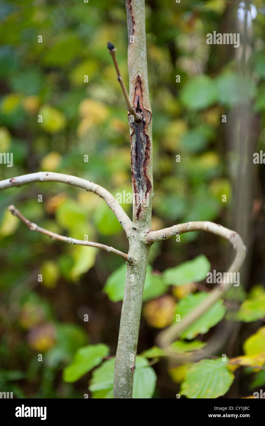 Young ash tree (Fraxinus excelsior) showing symptoms of Chalara fraxinea infection. Stock Photo