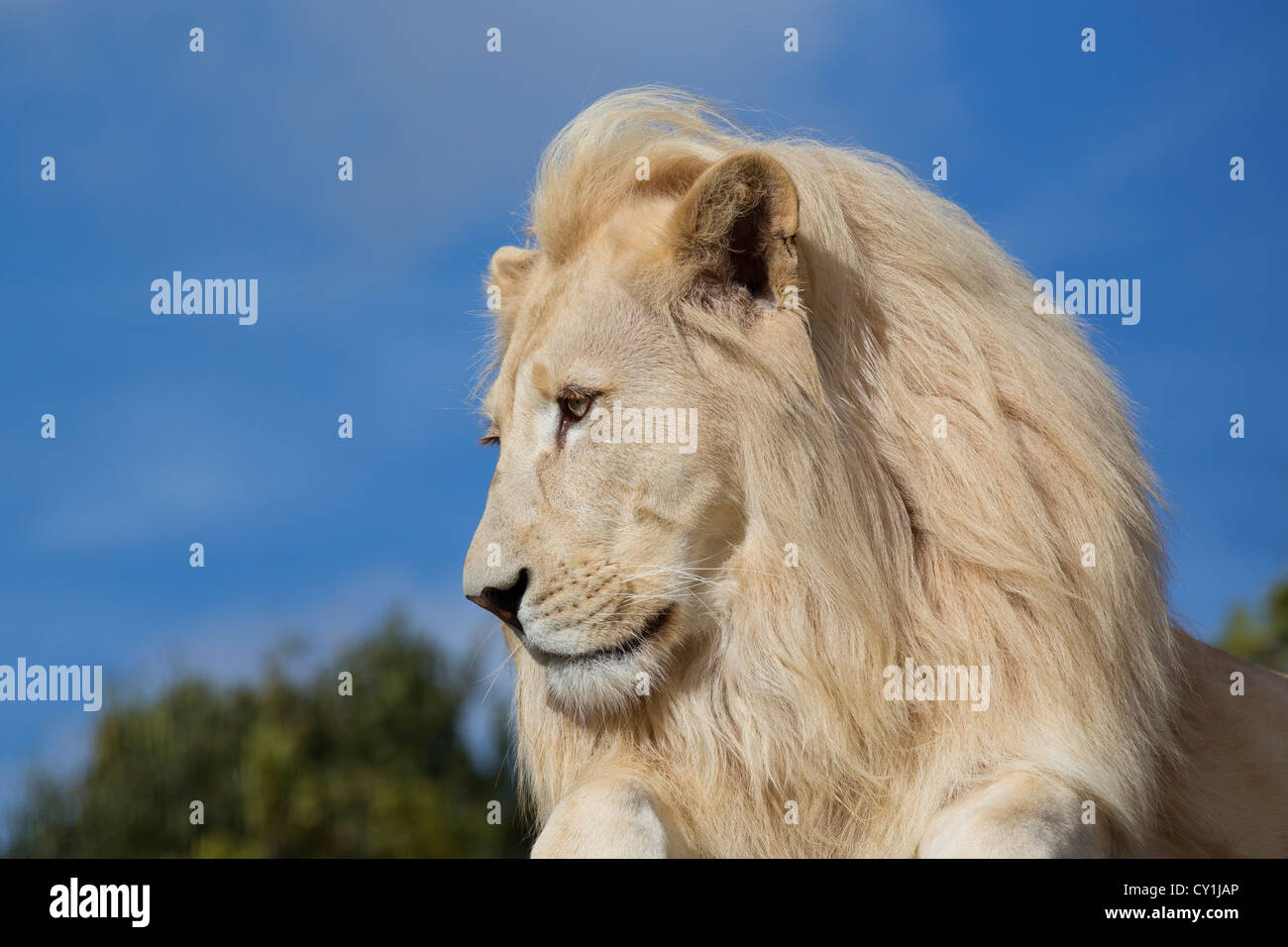White Lion Stock Photo