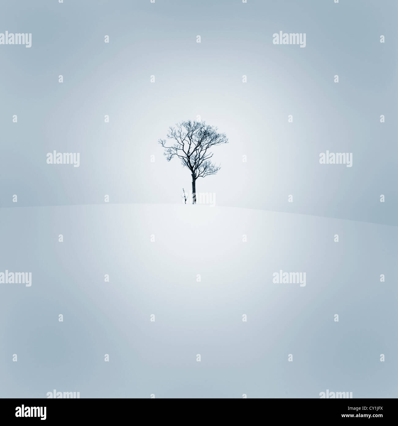 Solitary tree in snowy bleak landscape Stock Photo