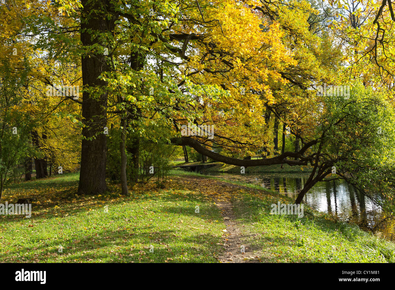 autumn landscape on the river bank with maple tree Stock Photo - Alamy