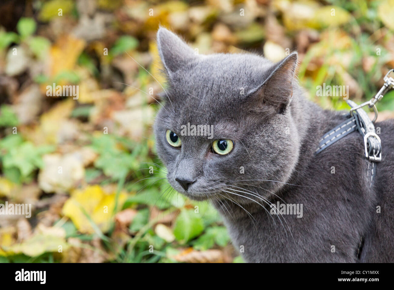 Russian blue outdoor cat sale