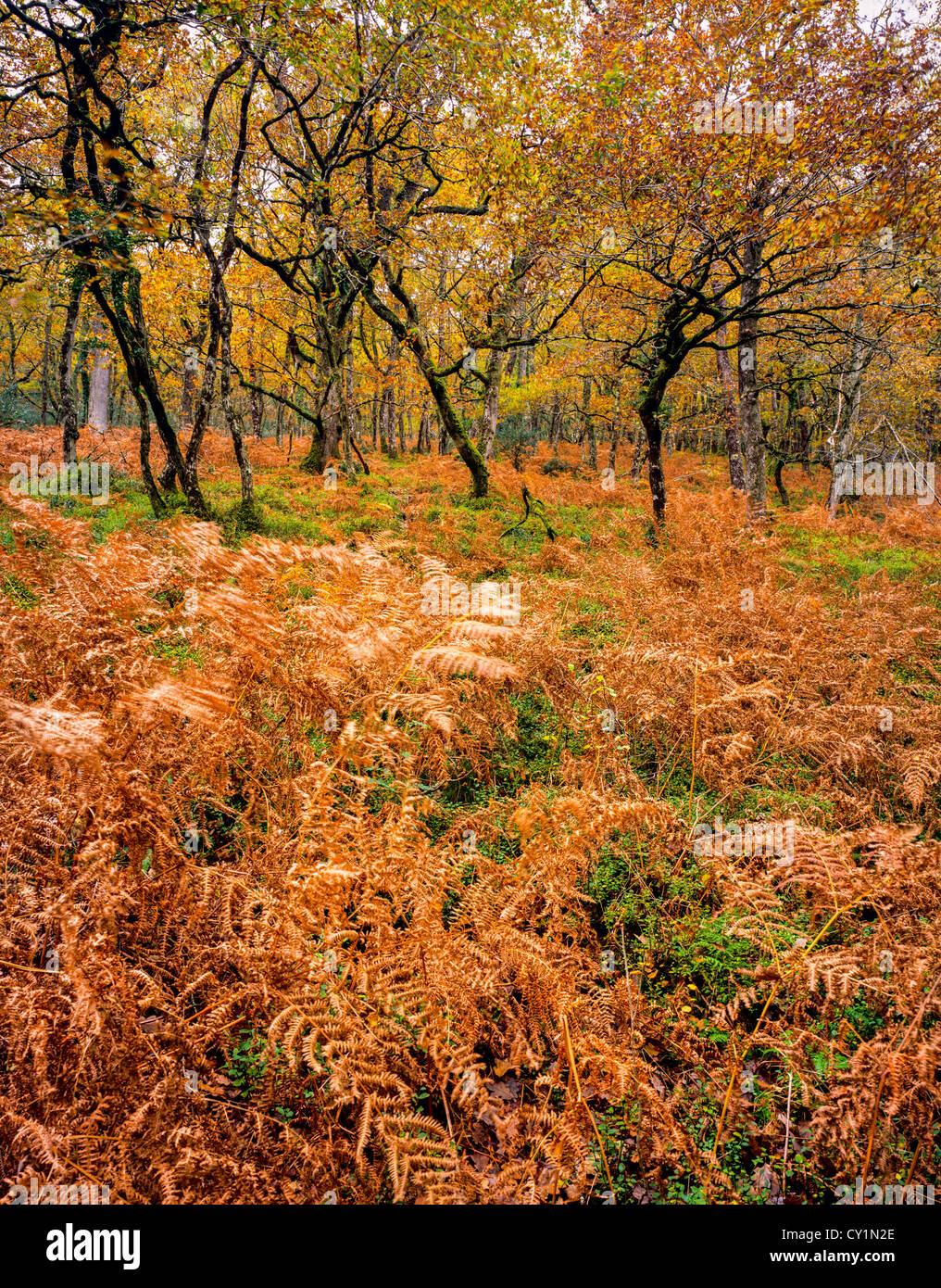 Bracken in it's autumn colour at Horner Wood in Exmoor National Park, Somerset, England. Stock Photo