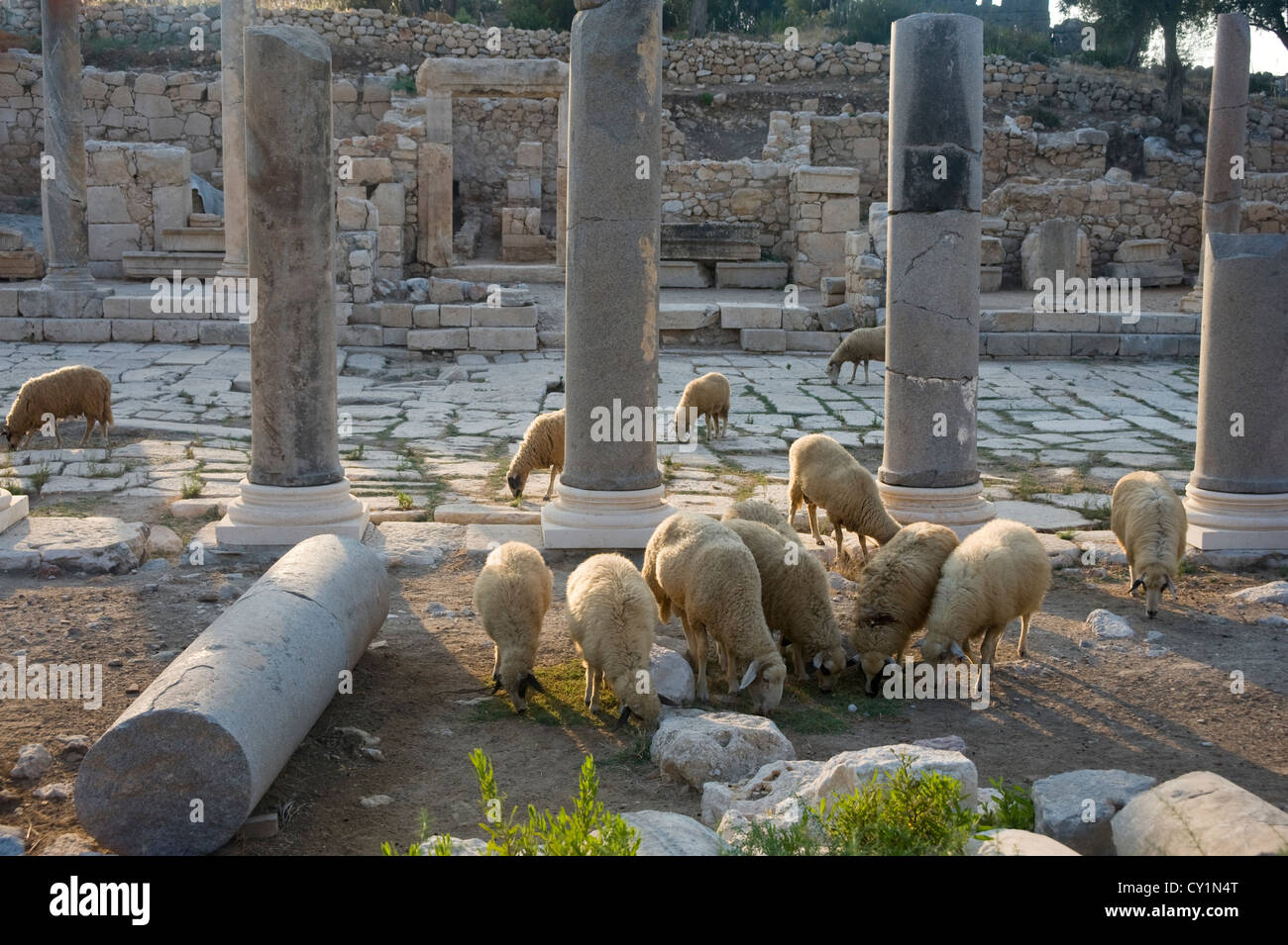 Sheep amongst the the Lycian ruins at Patara, Turket Stock Photo