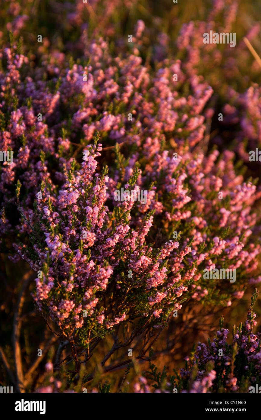 Bell heather in full flower Stock Photo