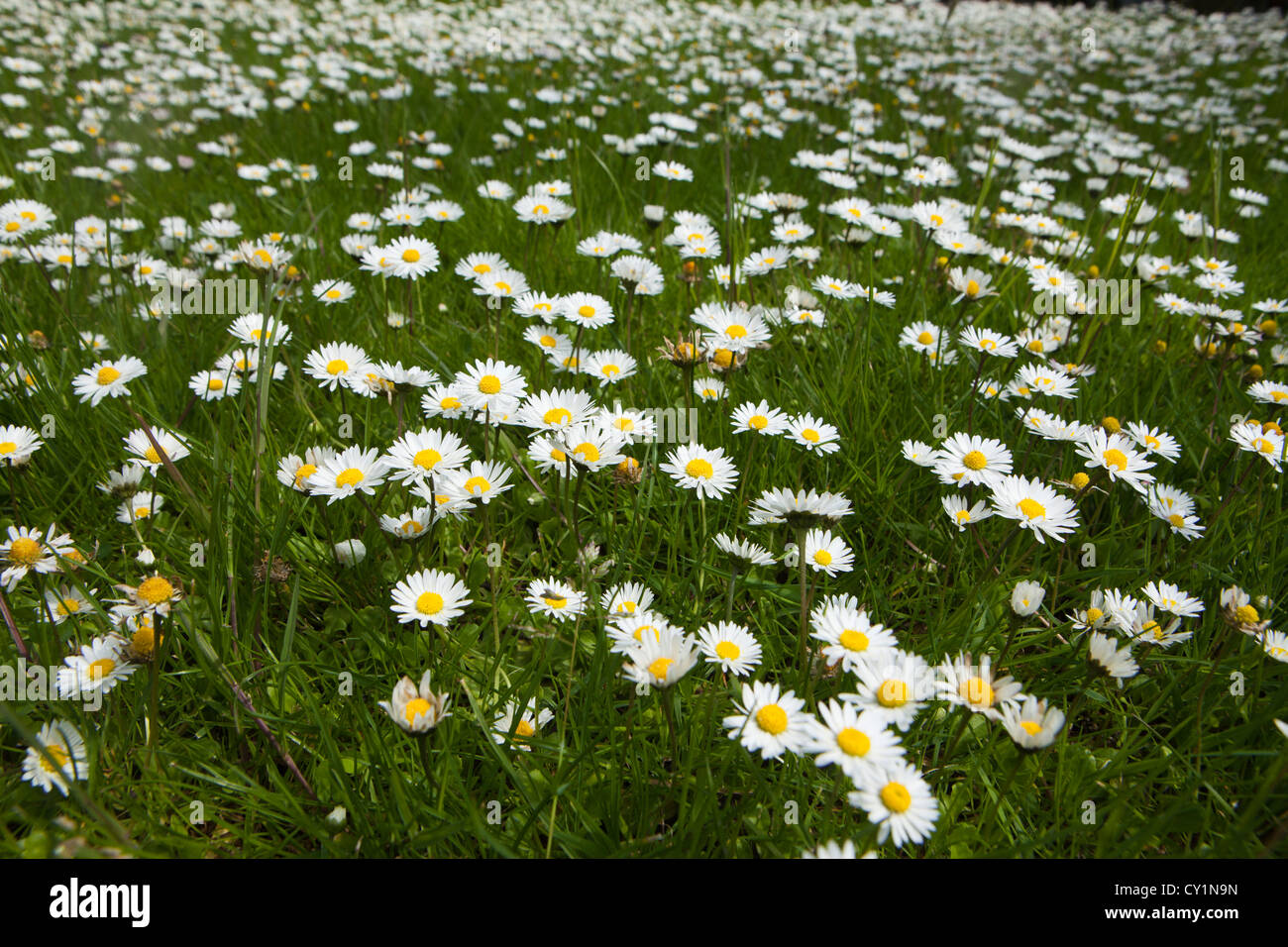 daisies in the netherlands Stock Photo