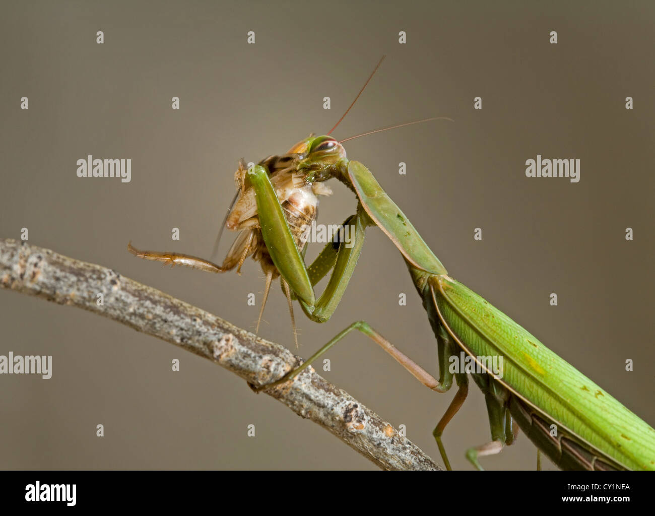 A praying mantis eating a cricket Stock Photo