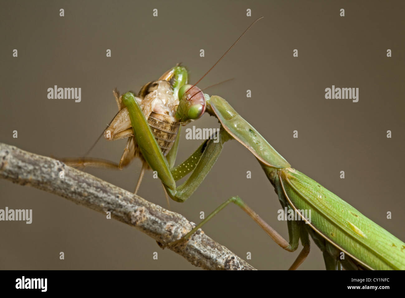 A praying mantis eating a cricket Stock Photo