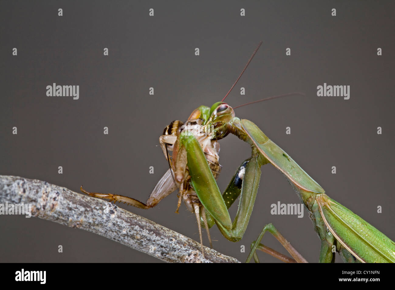 A praying mantis eating a cricket Stock Photo Alamy