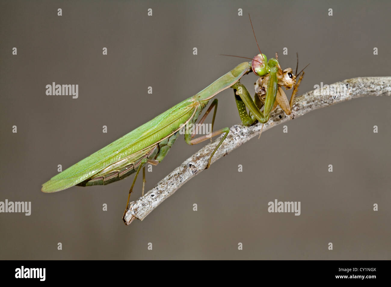 A praying mantis eating a cricket Stock Photo