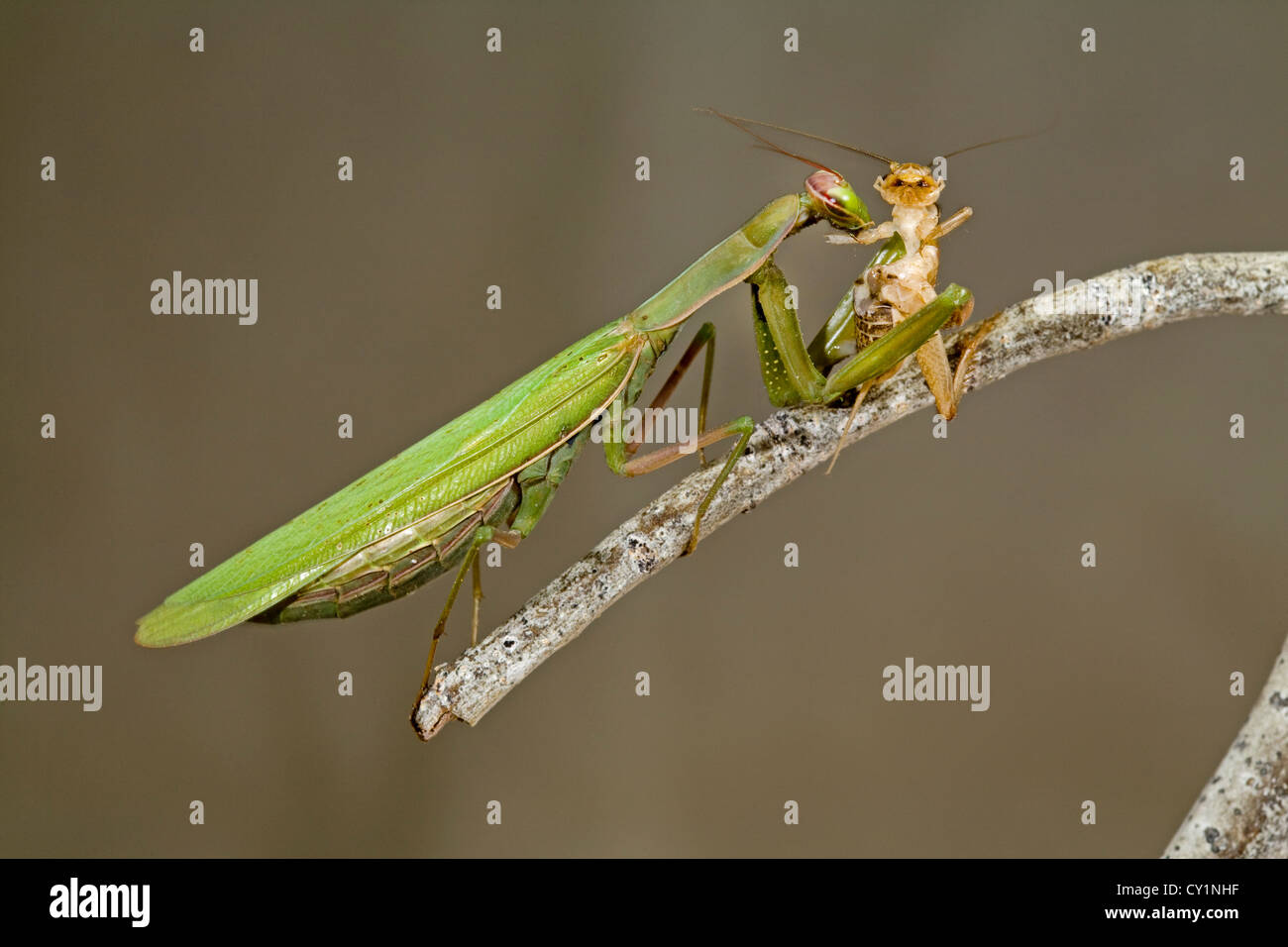 A praying mantis eating a cricket Stock Photo