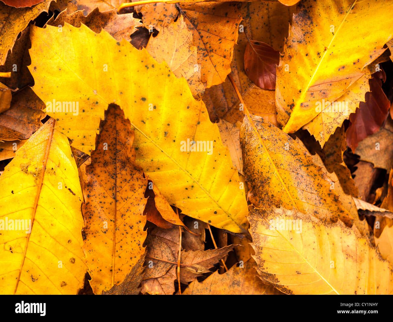 Sweet Chestnut leaves on a woodland floor. Horner Hill in Exmoor near