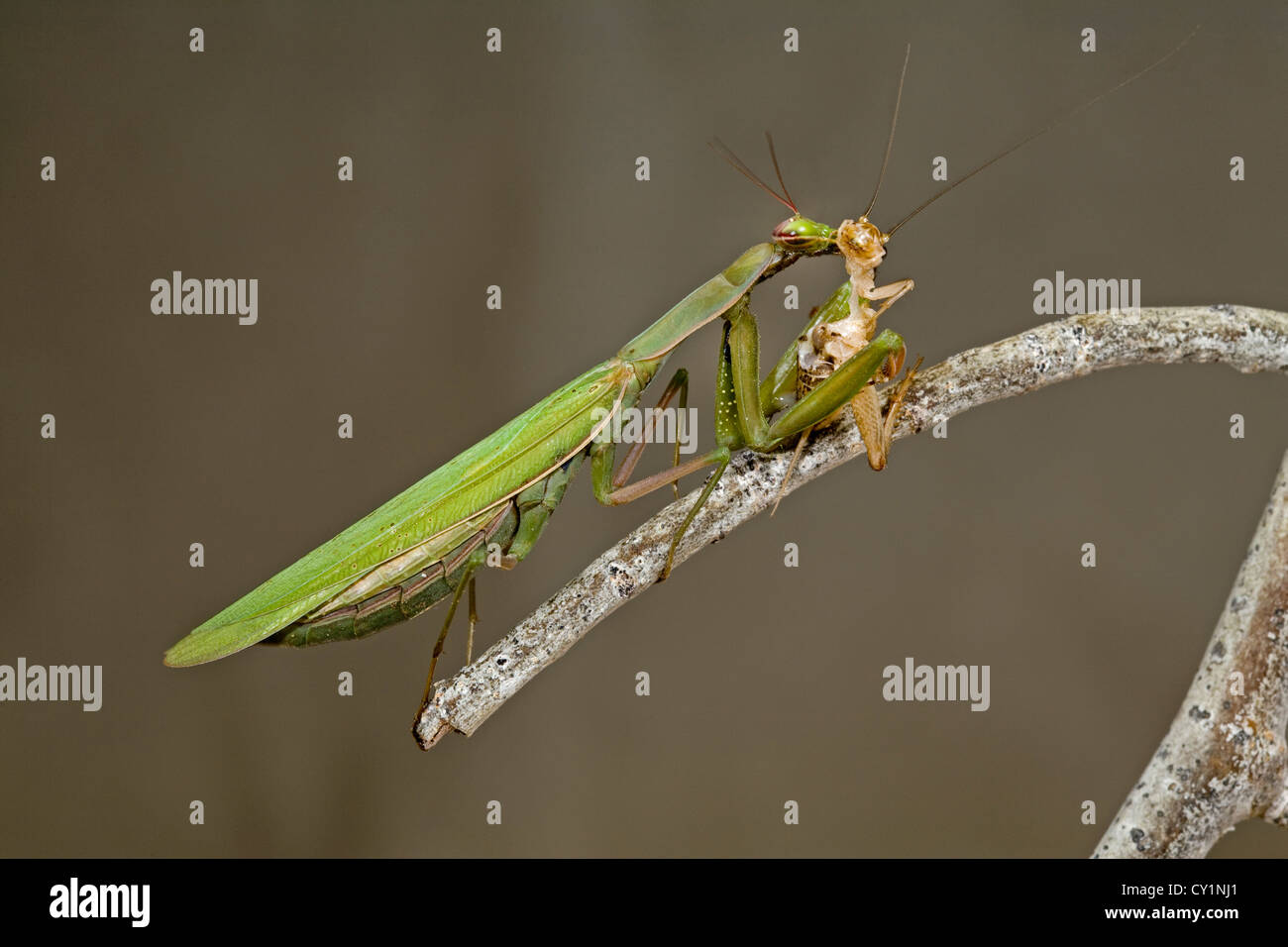 A praying mantis eating a cricket Stock Photo